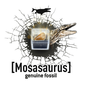 Kleiner Paläontologe - Stegosaurus - Tublu.de