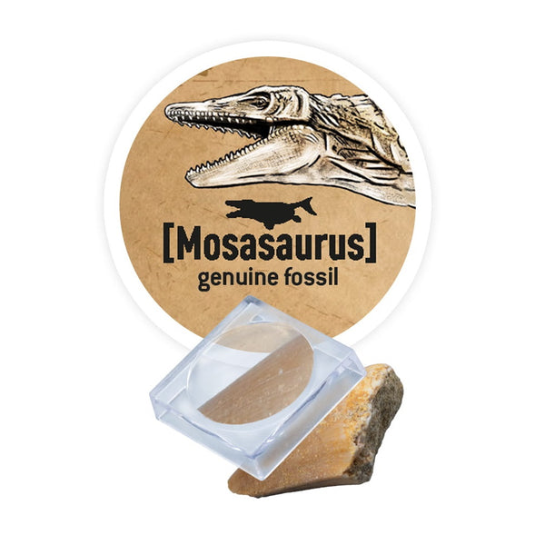 Kleiner Paläontologe - Stegosaurus - Tublu.de