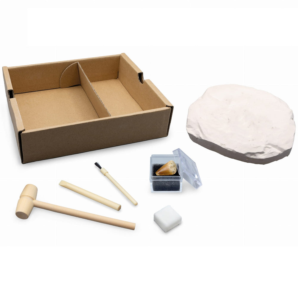 Kleiner Paläontologe - Brachiosaurus - Tublu.de