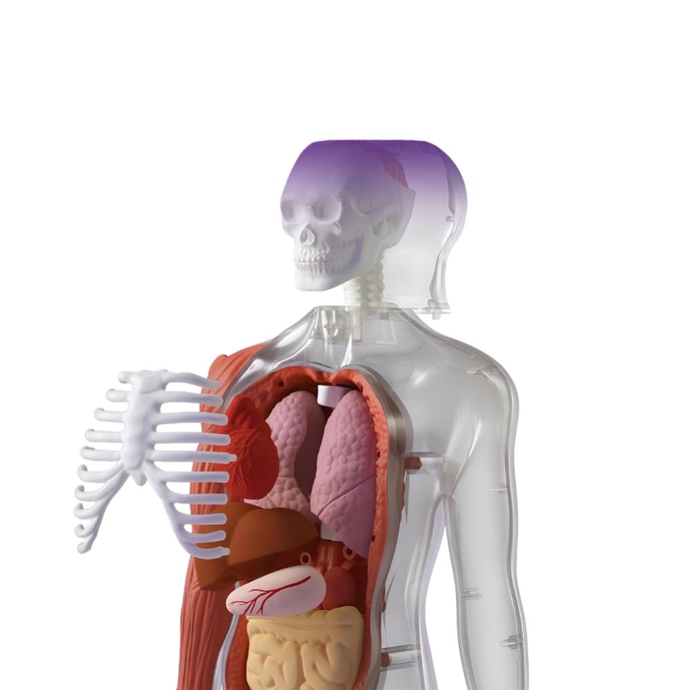 Interaktives 3D-Modell Menschlicher Körper von Science Can mit Lernkarten